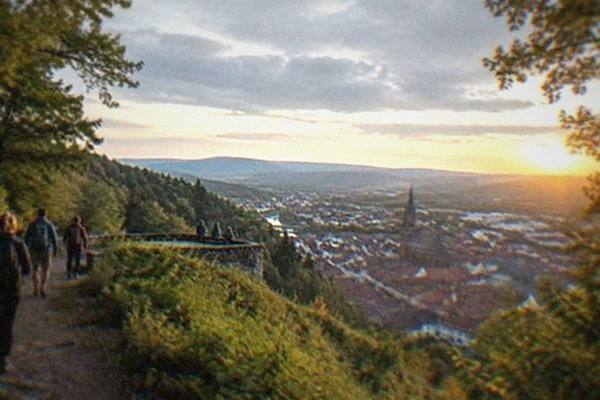 4-Hour Tallest Tree Hike, Freiburg