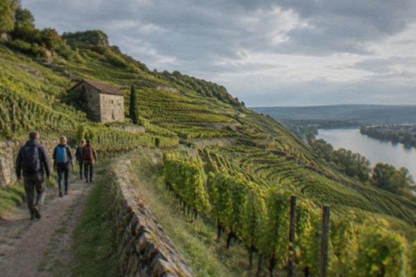 Wine Hike With Tasting, Freiburg