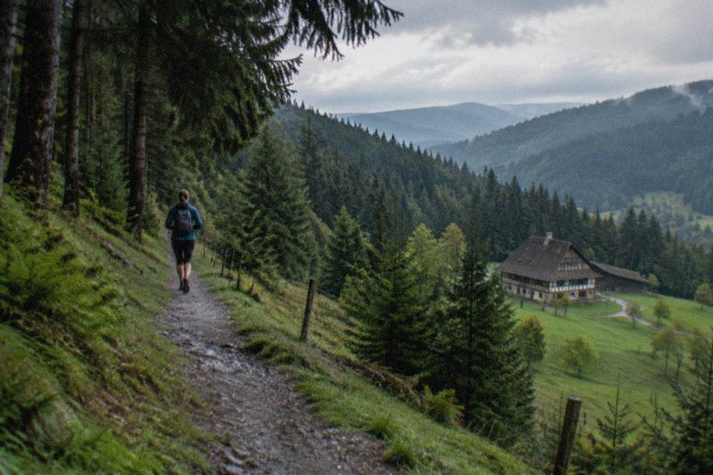 A marked hiking trail winding through tall dark fir trees in the Black Forest