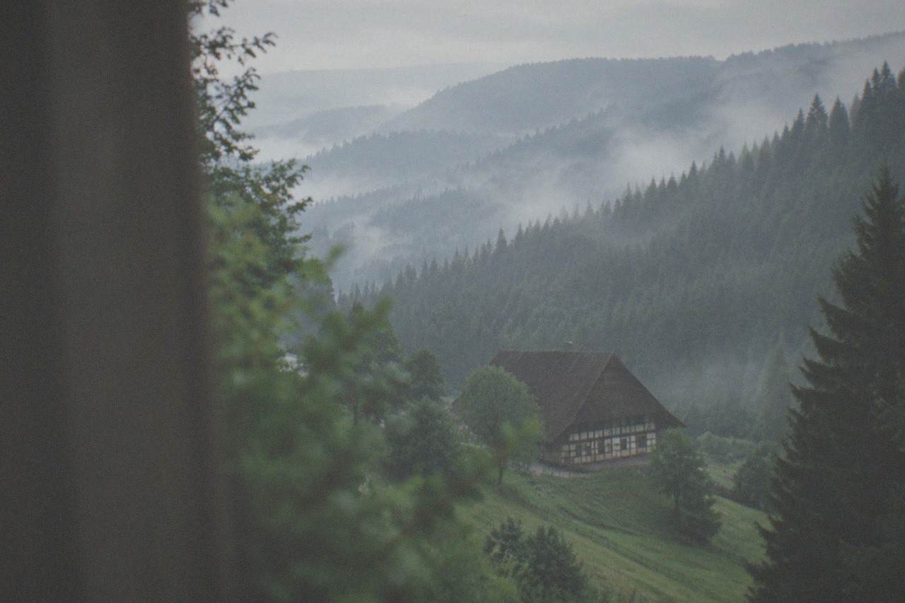 Dense pine forest on a hillside in the Black Forest with morning mist between the trees