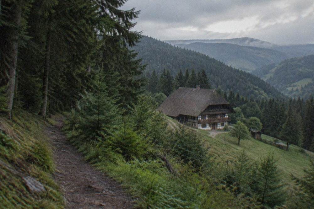 Dense fir forest on a Black Forest hillside with a narrow dirt trail leading into the trees