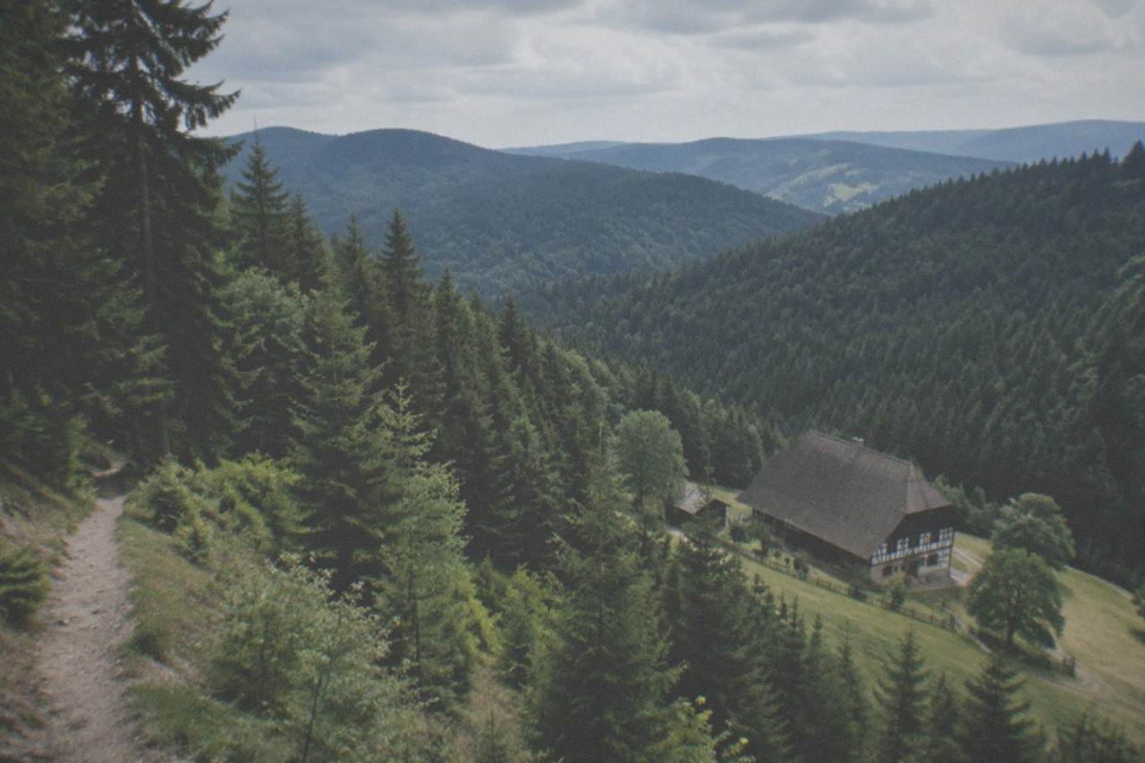 Dense fir forest on a Black Forest hillside with a narrow dirt trail leading into the trees