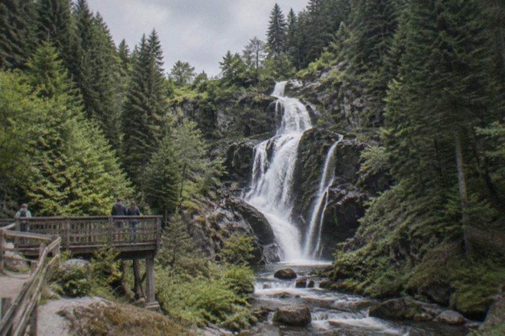 A woodland gorge with a stream falling over rock steps between fir trees