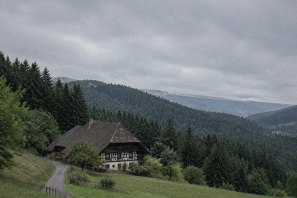 Dark conifer forest covering rolling hills under a grey sky in the Black Forest
