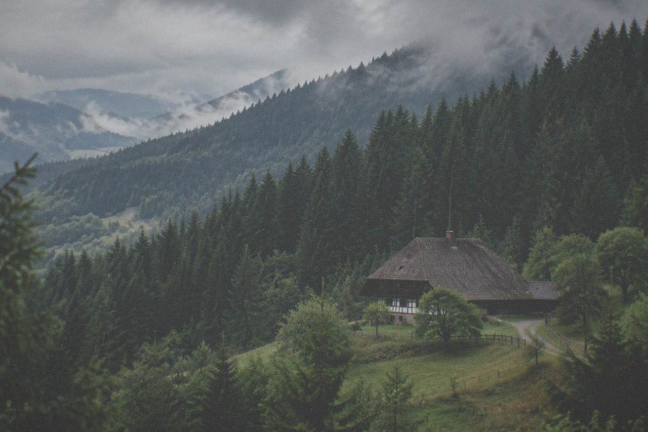 Dense fir forest on a hillside under low clouds in the Black Forest