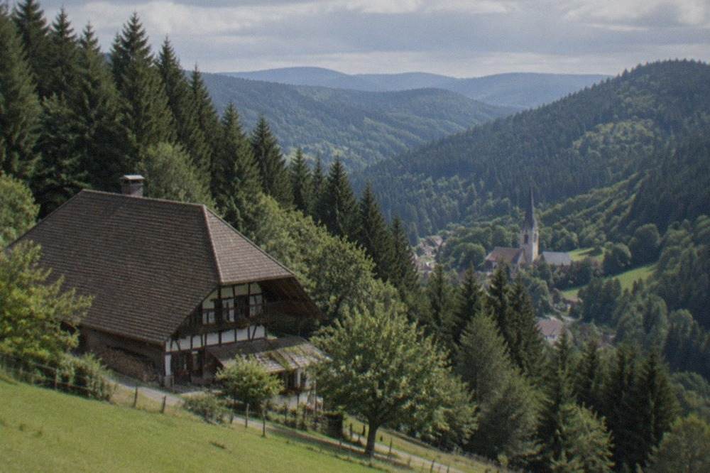 Rolling green hills with dense fir woodland and a small village church spire in a valley