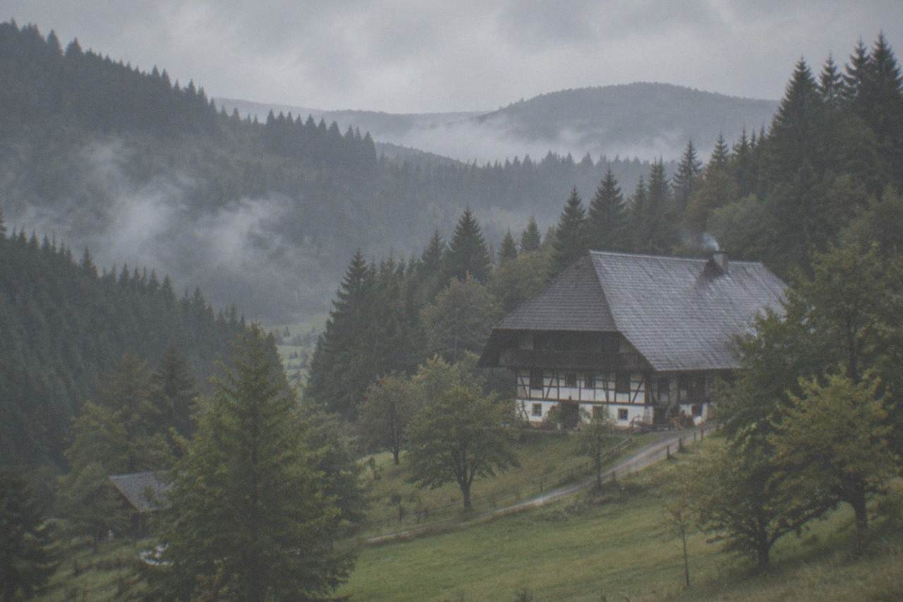 Dense fir forest covering rolling hills with morning mist in the valleys