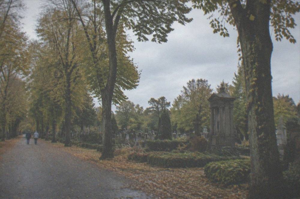 tree lined avenue of an old cemetery with autumn leaves on the ground