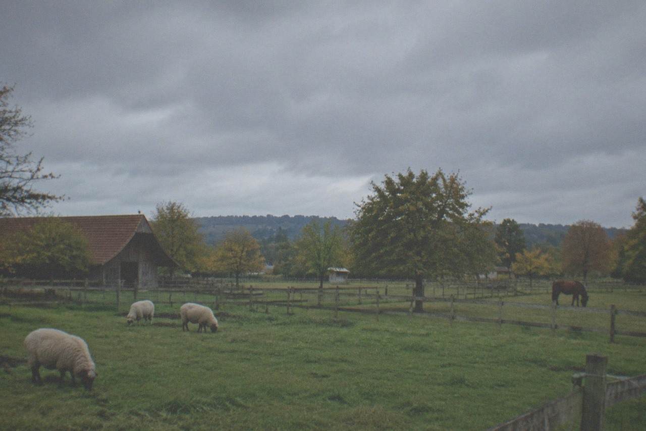 Open meadow at Mundenhof animal park with grazing animals and wooden fencing