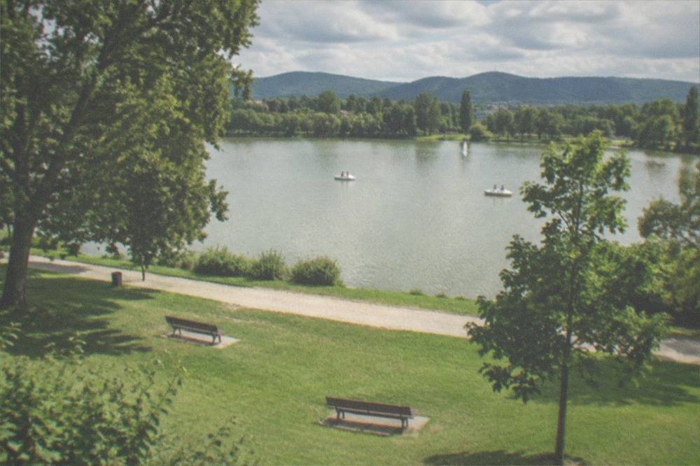 Sunny lawn beside the Seepark lake in Freiburg with empty park benches and trees