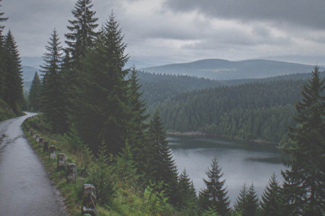 A narrow forest road climbing through tall fir trees toward an open ridge with distant hills.