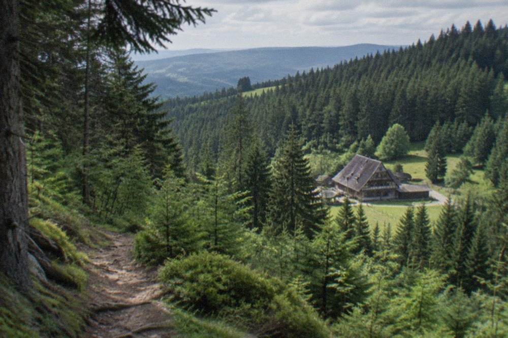 Dark fir forest along a marked hiking trail in the Black Forest