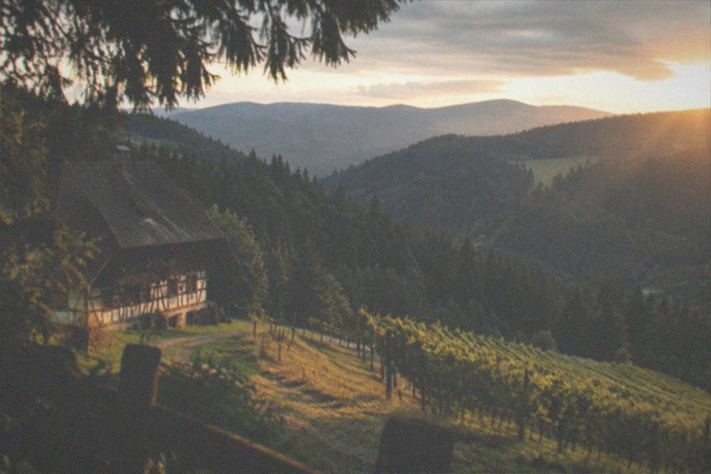 Vineyard rows on sunny slopes with forest hills behind