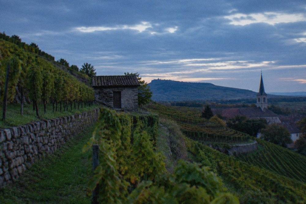 Rows of grapevines climbing a low hill with a church tower and rooftops beyond