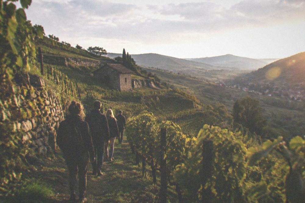 A small group walking along a path between vineyard rows on a sunny slope