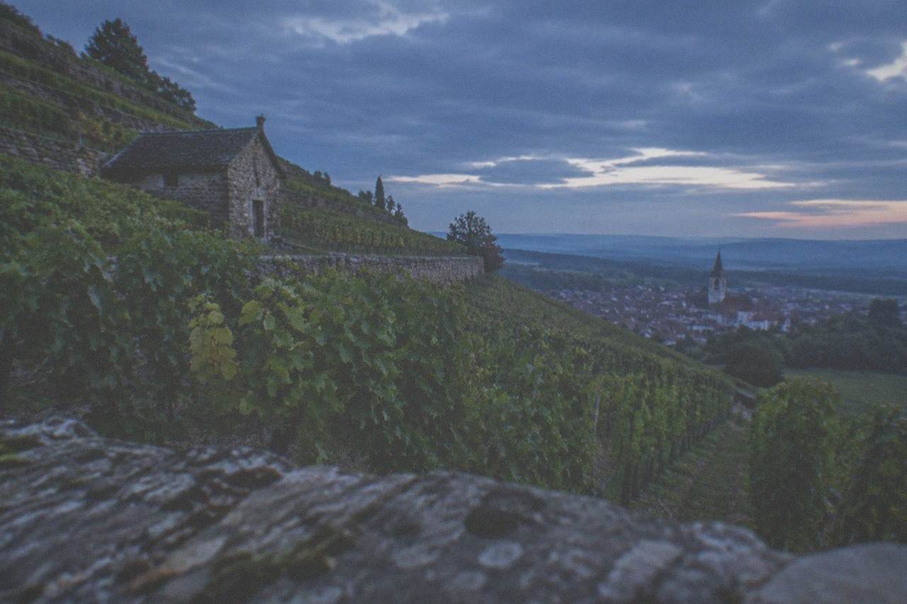 Rows of grapevines on a low volcanic hill with a wine village and church tower in the distance