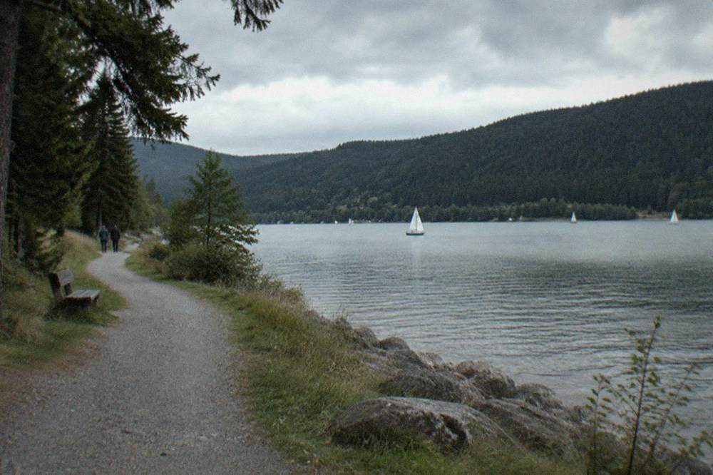 A gravel shoreline path curving along a calm lake between pine woods