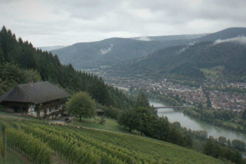 Vineyard rows on a gentle slope above a small town with the Black Forest ridge in the distance