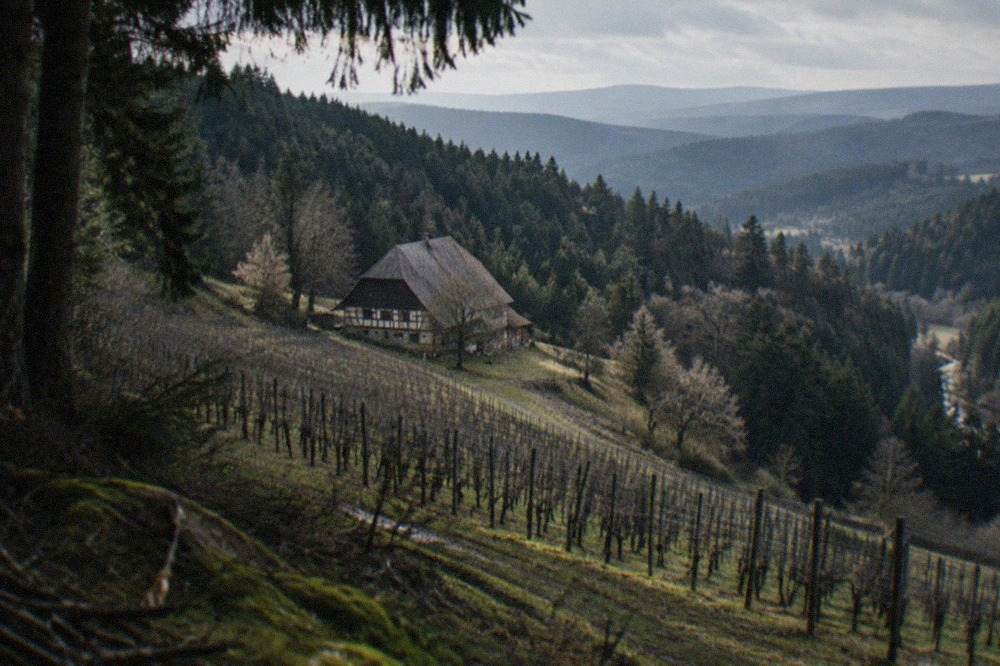 Vineyard rows on a hillside above a Black Forest valley