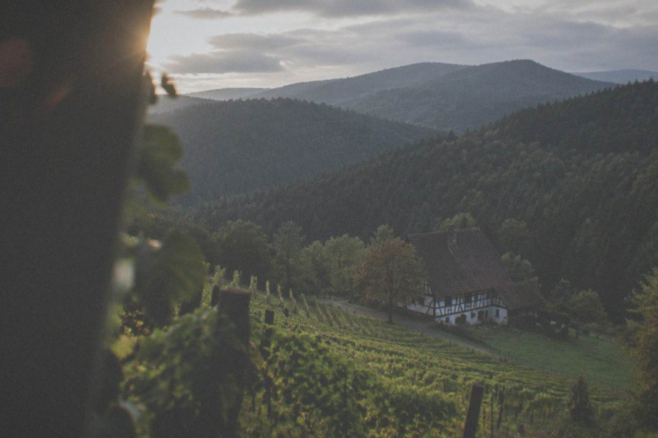 Vineyard rows on a hillside above a Black Forest valley
