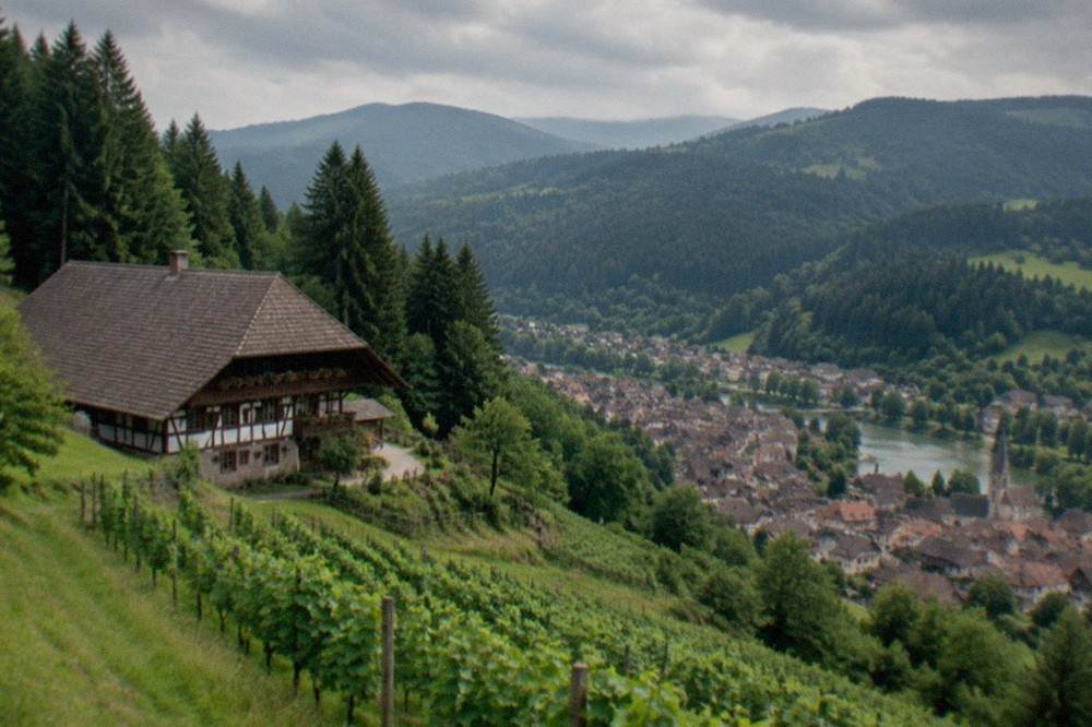 A vineyard slope above a small town with the Black Forest hills behind