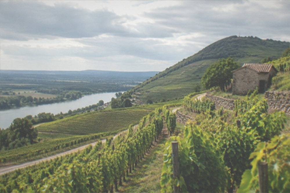 Rows of grapevines on a sunny Kaiserstuhl hillside slope