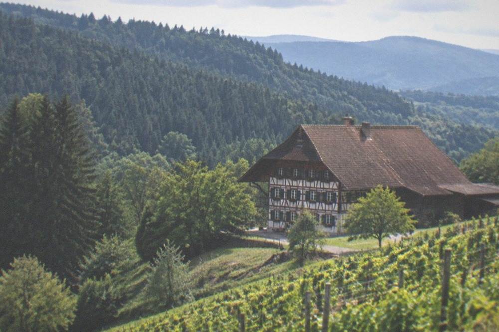 Rows of vines on a hillside with the Black Forest ridge in the distance
