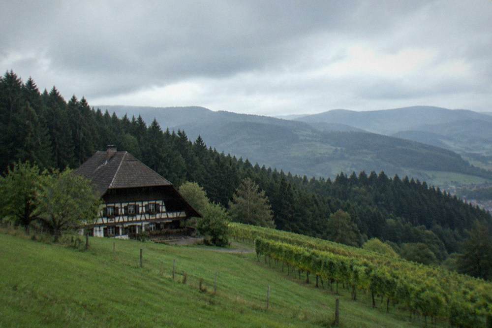 Vineyard hills above Freiburg with the Black Forest ridge in the background