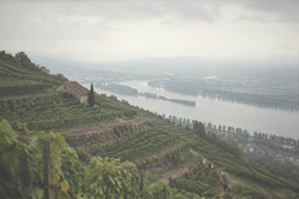 Vineyard slopes above the Kaiserstuhl with the Rhine valley beyond