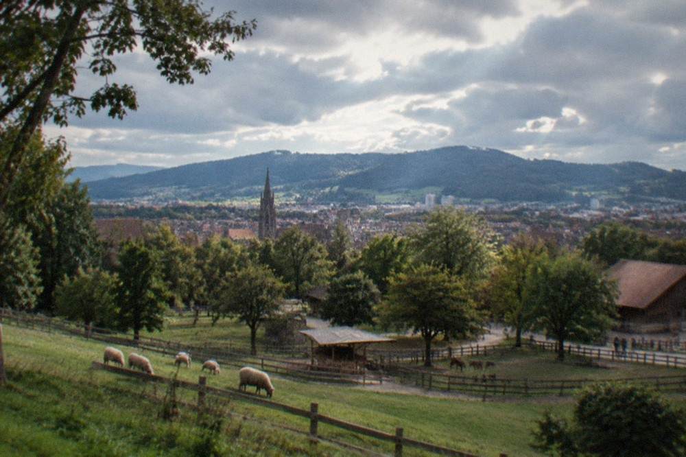 View over Freiburg's rooftops toward the Black Forest hills from a green hillside park