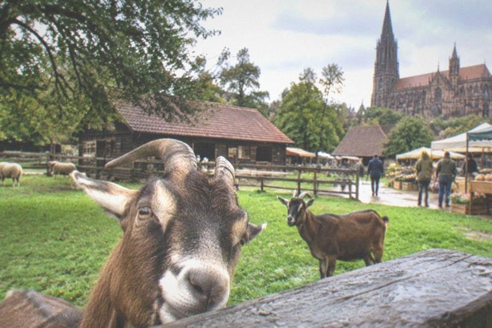 Outdoor market stalls with bread, fruit and flowers in front of a Gothic cathedral facade